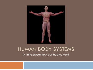 Human Body Systems PP