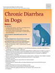 Chronic Diarrhea in Dogs