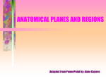 ANATOMICAL PLANES AND REGIONS