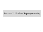 Somatic-derived stem cells via nuclear transfer