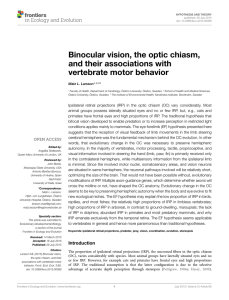 Binocular vision, the optic chiasm, and their associations with