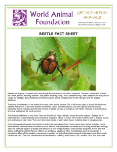beetle fact sheet - World Animal Foundation