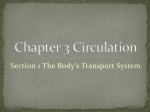 Chapter 3 Circulation