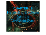 Harvesting Electrons from the Citric Acid Cycle