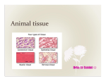 Animal tissue