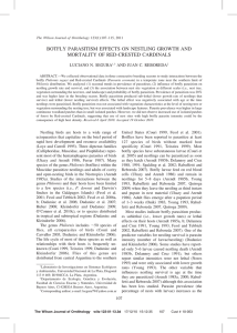 botfly parasitism effects on nestling growth and mortality of red