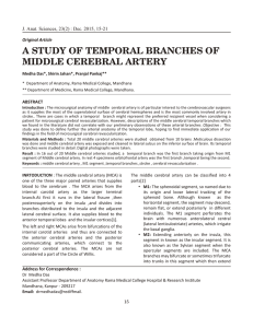 a study of temporal branches of middle cerebral artery