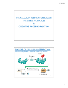 THE CELLULAR RESPIRATION SAGA II: THE CITRIC ACID CYCLE