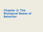 Chapter 3: The Biological Bases of Behavior