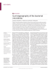 Gut biogeography of the bacterial microbiota