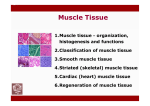 Skeletal muscle tissue