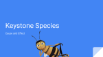 Keystone species powerpoint