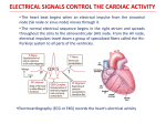 electrical signals control the cardiac activity