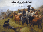 Adaptation in Beef Cattle