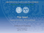 The Heart - Univerzita Karlova