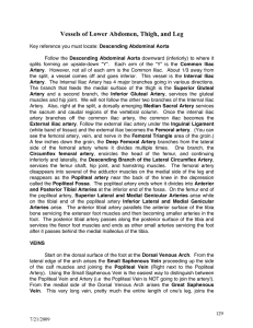 Vessels of Lower Abdomen, Thigh, and Leg