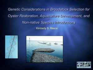 Genetic Considerations in Broodstock Selection for Oyster