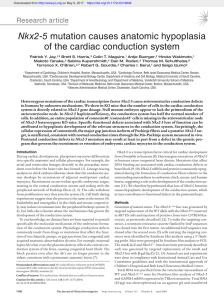 Nkx2-5 mutation causes anatomic hypoplasia of the cardiac