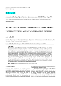 regulation of muscle glycogen repletion