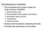 Somatosensory modalities - Center for Neural Science