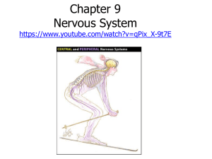 Central Nervous System - respiratorytherapyfiles.net