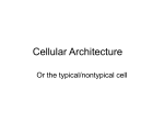 Cellular Architecture