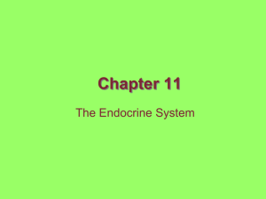 Chapter 11 The Endocrine System - Linn
