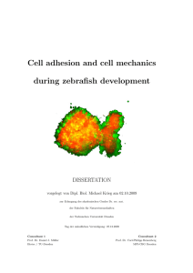 Cell adhesion and cell mechanics during zebrafish