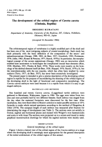 The development of the orbital region of Caretta caretta (Chelonia