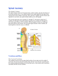 Spinal Anatomy