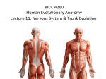 BIOL 4260 Human Evolu*onary Anatomy Lecture 11: Nervous