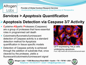 Apoptosis Assay Service