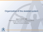 Organization of the skeletal system