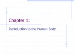 Chapter 1 - Introduction to the Human Body