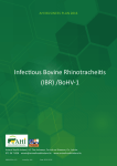 Infectious Bovine Rhinotracheitis (IBR) /BoHV-1