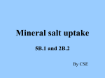 mineral_salt_uptake