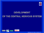 Development of the central nervous system