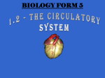 circulatory system in humans