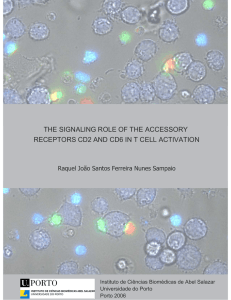 the signaling role of the accessory receptors cd2 and cd6 in t cell