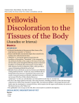 Yellowish Discoloration to the Tissues of the Body