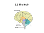 E.5 Brain