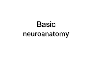 Obecná neuroanatomie