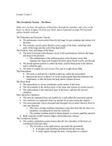 The Circulatory System – The Heart
