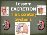 Excretion – Urinary System