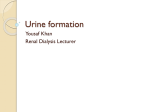 Urine formation