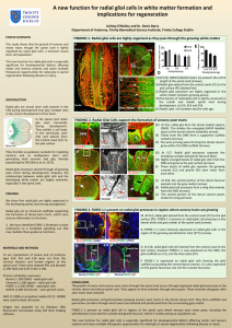 A new function for radial glial cells in white matter formation