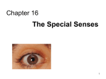 Lecture 16 - Special Senses