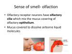 Sense of smell- olfaction
