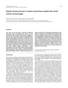 Ectopic sensory neurons in mutant cockroaches