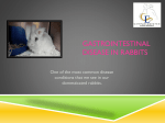 Gastrointestinal Disease in Rabbits